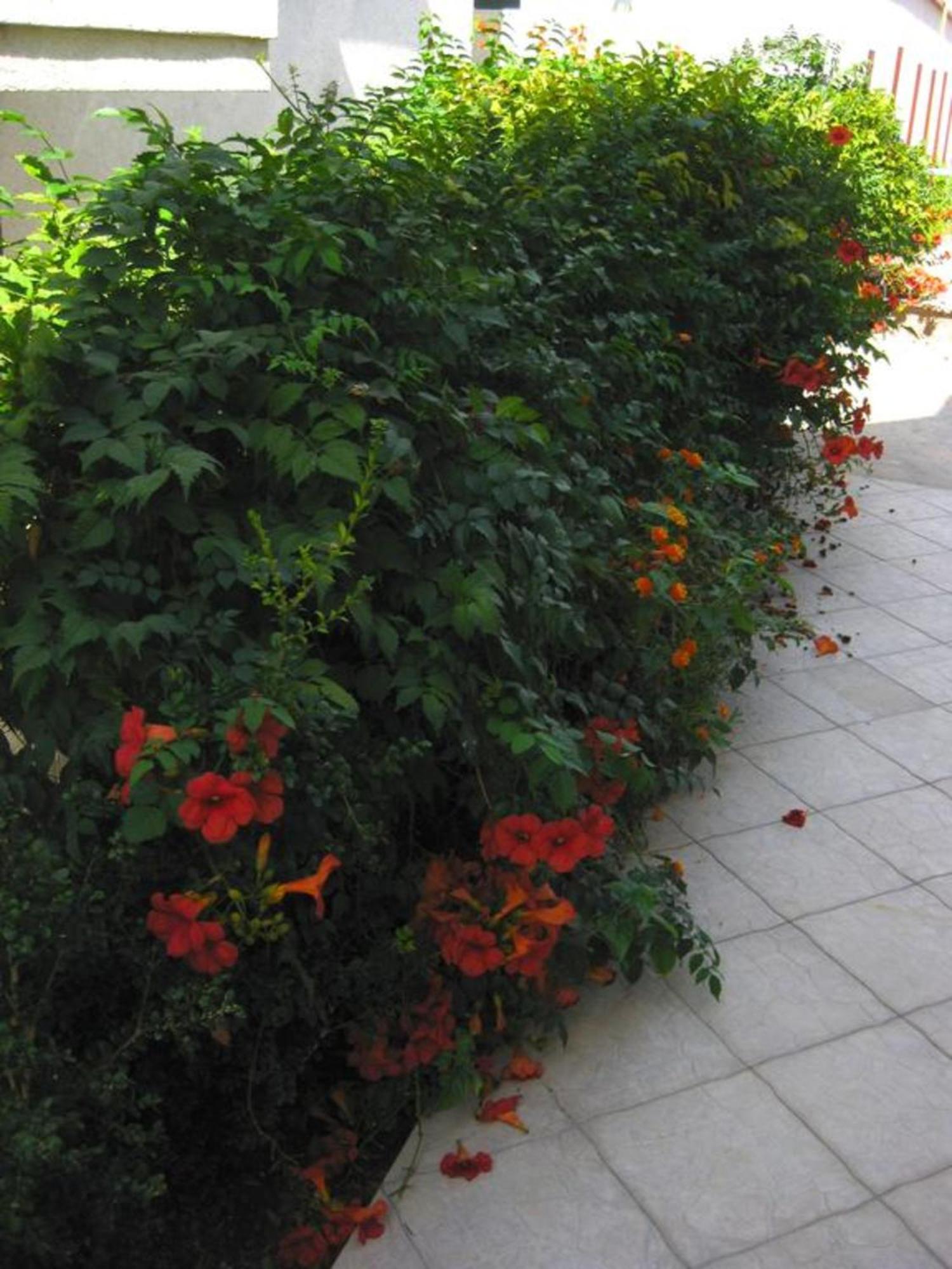 Villa Alba Apartments Dobra Voda Extérieur photo